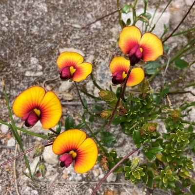 Isotropis cuneifolia (Granny Bonnets) at Hamelin Bay, WA - 15 Oct 2024 by AnneG1