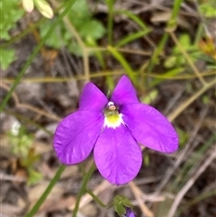 Goodenia sp. at Hamelin Bay, WA - 15 Oct 2024 by AnneG1