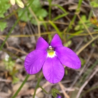 Goodenia sp. at Hamelin Bay, WA - 15 Oct 2024 by AnneG1