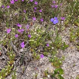 Isotoma scapigera at Hamelin Bay, WA - 15 Oct 2024 11:36 AM