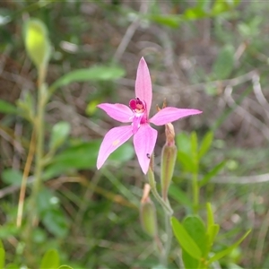 Caladenia latifolia at Hamelin Bay, WA - suppressed