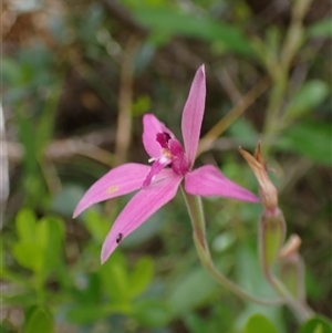 Caladenia latifolia at Hamelin Bay, WA - suppressed