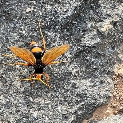 Cryptocheilus bicolor (Orange Spider Wasp) at Kambah, ACT - 17 Dec 2024 by JMH