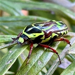 Eupoecila australasiae (Fiddler Beetle) at Weetangera, ACT - 16 Dec 2024 by SarahE