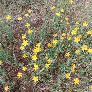 Hypericum gramineum at Symonston, ACT - 17 Dec 2024 09:11 AM