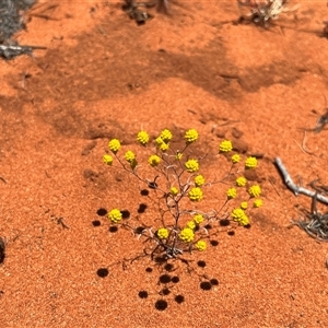 Unidentified Plant at Monkey Mia, WA by GG