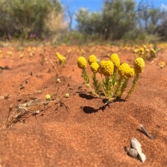 Unidentified Plant at Monkey Mia, WA - 22 Sep 2024 by GG