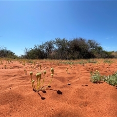 Unidentified at suppressed - 22 Sep 2024