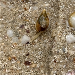 Unidentified Sea Shell, Sea Slug or Octopus (Mollusca) at Monkey Mia, WA - 22 Sep 2024 by GG