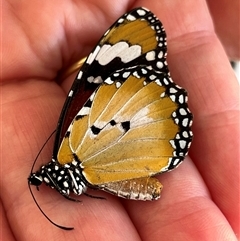 Danaus petilia (Lesser wanderer) at Monkey Mia, WA - 22 Sep 2024 by GG