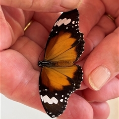 Danaus petilia at Monkey Mia, WA - 22 Sep 2024 02:21 PM