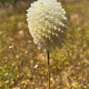 Unidentified Plant at Ajana, WA by GG