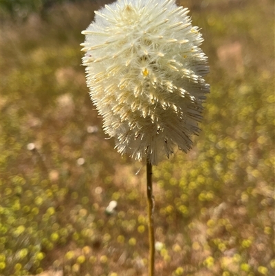 Unidentified Plant at Ajana, WA - 23 Sep 2024 by GG