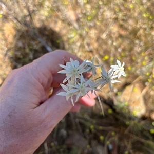 Unidentified Plant at Ajana, WA by GG