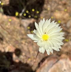 Unidentified Plant at Ajana, WA - 23 Sep 2024 by GG