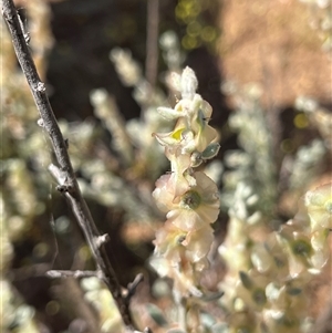 Unidentified Plant at Ajana, WA by GG