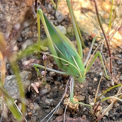 Unverified Grasshopper, Cricket or Katydid (Orthoptera) at Ajana, WA - 23 Sep 2024 by GG