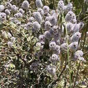 Unidentified Plant at Ajana, WA by GG