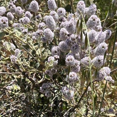 Unidentified Plant at Ajana, WA - 23 Sep 2024 by GG