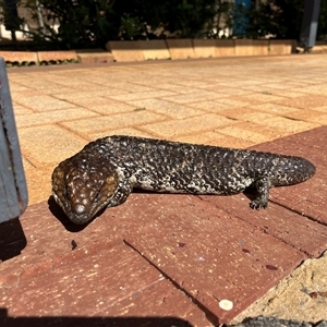 Tiliqua rugosa rugosa at suppressed - suppressed