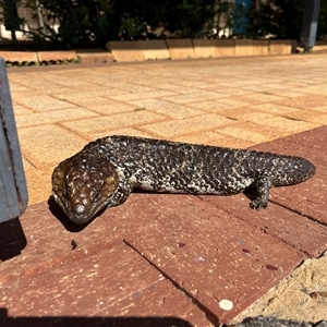 Tiliqua rugosa at Kalbarri, WA by GG