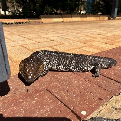 Tiliqua rugosa rugosa (Bobtail) at Kalbarri, WA - 23 Sep 2024 by GG