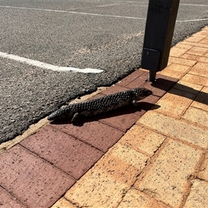 Tiliqua rugosa at Kalbarri, WA - 23 Sep 2024 02:37 PM