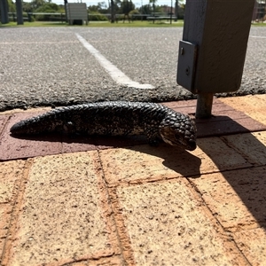 Tiliqua rugosa rugosa at suppressed - suppressed