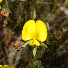 Gompholobium minus (Dwarf Wedge Pea) at Penrose, NSW - 28 Oct 2024 by RobG1