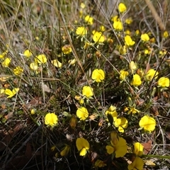 Gompholobium minus at Penrose, NSW - 28 Oct 2024 03:01 PM