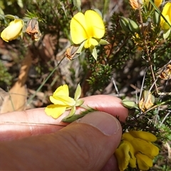 Gompholobium minus at Penrose, NSW - 28 Oct 2024 03:01 PM