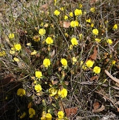 Gompholobium minus at Penrose, NSW - 28 Oct 2024 03:01 PM