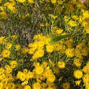 Unidentified Grasshopper, Cricket or Katydid (Orthoptera) at Kalbarri National Park, WA by GG