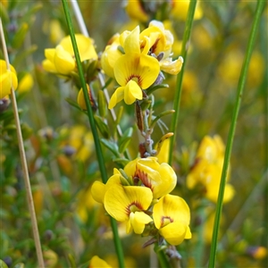 Aotus ericoides at Penrose, NSW - suppressed