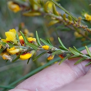 Aotus ericoides at Penrose, NSW - suppressed