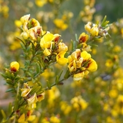 Aotus ericoides at Penrose, NSW - suppressed