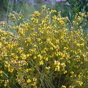 Aotus ericoides at Penrose, NSW - suppressed