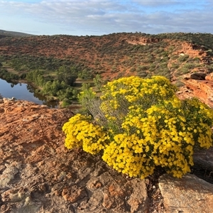 Unidentified Plant at Kalbarri National Park, WA by GG