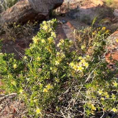 Unverified Plant at Kalbarri National Park, WA - 24 Sep 2024 by GG