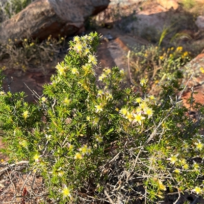 Unidentified Plant at Kalbarri National Park, WA - 23 Sep 2024 by GG