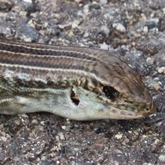 Ctenotus robustus (Robust Striped-skink) at Yarralumla, ACT - 16 Dec 2024 by SandraH