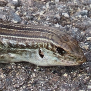 Ctenotus robustus (Robust Striped-skink) at Yarralumla, ACT by SandraH