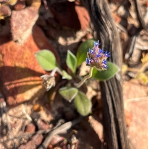 Unidentified Plant at Kalbarri National Park, WA by GG