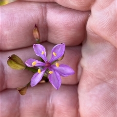 Unidentified Plant at Kalbarri National Park, WA - 23 Sep 2024 by GG