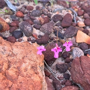 Unidentified Plant at Kalbarri National Park, WA by GG