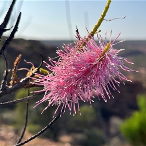 Unidentified Plant at Kalbarri National Park, WA by GG