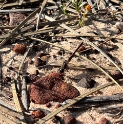 Diplacodes sp. (genus) (Percher) at Kalbarri National Park, WA - 24 Sep 2024 by GG