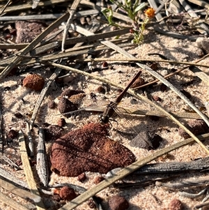 Unidentified Dragonfly or Damselfly (Odonata) at Kalbarri National Park, WA by GG