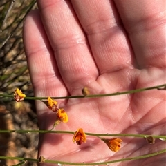 Unidentified Plant at Kalbarri National Park, WA - 23 Sep 2024 by GG