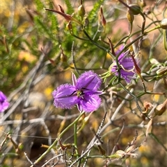 Unidentified Lily or Iris at Kalbarri National Park, WA - 23 Sep 2024 by GG